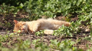 红猫享受着温暖的春日阳光视频素材模板下载