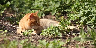 红猫享受着温暖的春日阳光