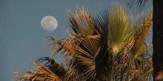 棕榈树满月