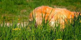 金狗在草地上玩耍