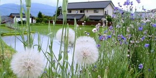 花和稻田的背景