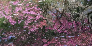 樱花和杜鹃花倒映在河面上