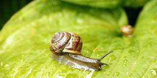 HD -大蜗牛