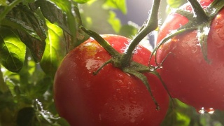 花园里的番茄视频素材模板下载