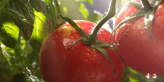 花园里的番茄