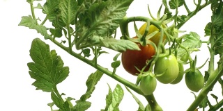 种植番茄的时间