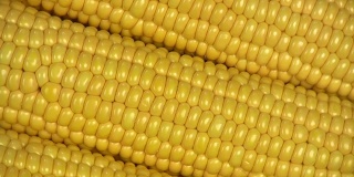 玉米。