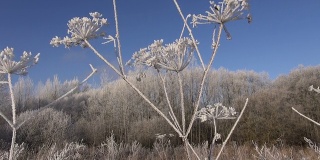 美丽的冬霜霜植物
