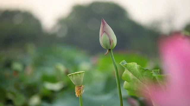 莲花芽