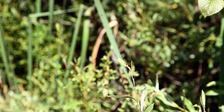 高清特写:手触摸蜻蜓