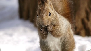 北海道松鼠在吃食物视频素材模板下载