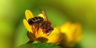 春花和小蜜蜂