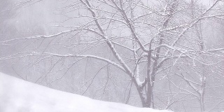 日本青森市，白田山上的一棵树上飘落的雪花