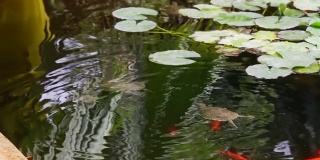 乌龟潜入水中