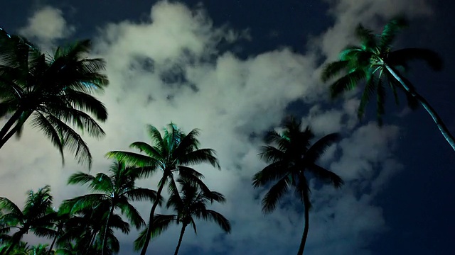 热带棕榈树的夜晚