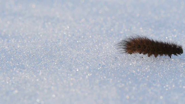 毛毛虫在雪地上爬行