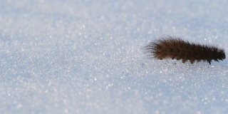 毛毛虫在雪地上爬行