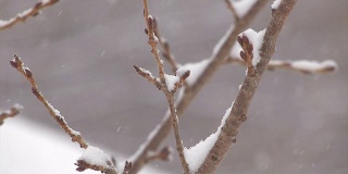 日本青森市hakkoda山的树上飘落着雪花