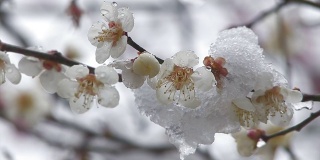 樱花戴雪，在日本东京的Oume