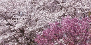 日本樱桃花丛，在东京东京的Showa Kinen公园