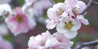 日本东京昭和吉宁公园里盛开的榅桲花