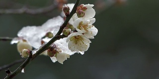 白梅花戴雪，在日本的Oume