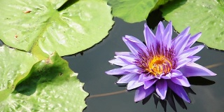 lotus紫色