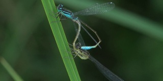 自然界中的两只蜻蜓