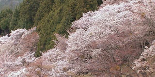 日本奈良吉野山的樱花盛开