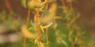 高清:盛开的柔荑花序。