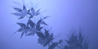 枫silhouette-Blue