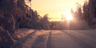 美丽的太阳在冬日的森林中升起