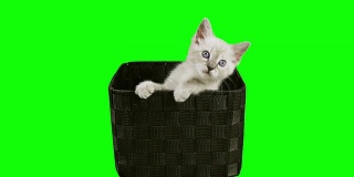 盒子里的小猫绿屏(高清)
