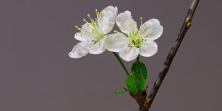 两朵樱花的花蕾成长的时间推移特写微距