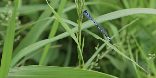 草上的蜻蜓