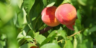 成熟的桃子在树上
