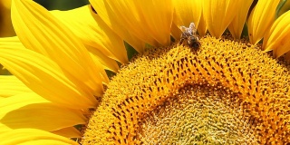 Bees and ladybird together on sunflower