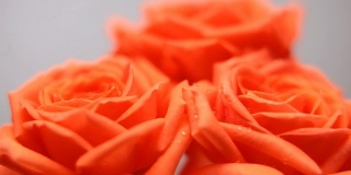 粉色的玫瑰花朵