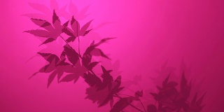 枫silhouette-Vivid粉红色