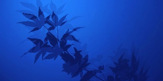 枫silhouette-Dark蓝色