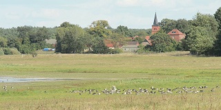 德国湖上秋季迁徙的灰鹅群