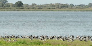 德国湖上秋季迁徙的灰鹅群
