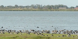湖上的灰鹅和鸬鹚群(德国)