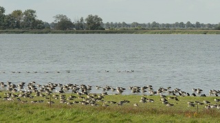 湖上的灰鹅和鸬鹚群(德国)视频素材模板下载