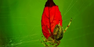有红色叶子的蜘蛛