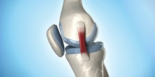 膝盖医学解剖循环