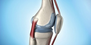 人体膝关节解剖旋转