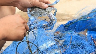 渔民把蟹放出渔网。视频素材模板下载