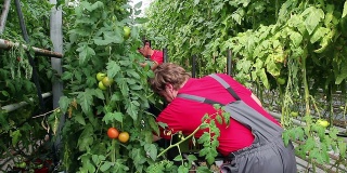 在温室里摘番茄的农民