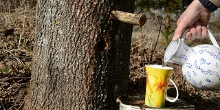 鲜嫩甜美的枫树汁在水罐里